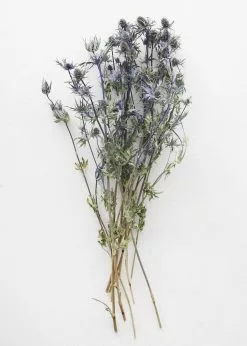 Afloral Dried Flowers Dried Eryngium Sea Holly Flowers - 15-22"