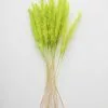 Afloral Chartreuse Dried Pampas Grass - 25-28"