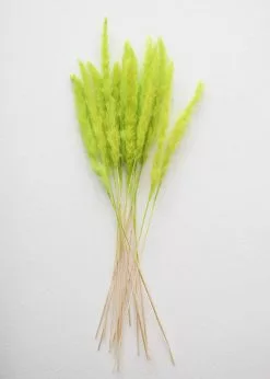Afloral Chartreuse Dried Pampas Grass - 25-28"