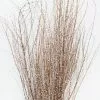Afloral Dried Hoary Willow Branches - 20-30"