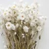 Afloral White Preserved Rodanthe Flowers - 22-28" Dried Flowers