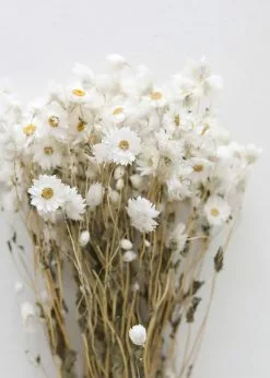 Afloral White Preserved Rodanthe Flowers - 22-28" Dried Flowers