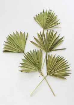 Bundle Of 5 Afloral Green Sun Palms - 14-20"