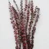 Afloral Cayenne Red Preserved Spiral Eucalyptus - 19-24" Dried Flowers
