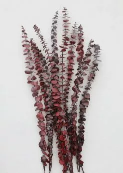 Afloral Cayenne Red Preserved Spiral Eucalyptus - 19-24" Dried Flowers