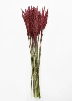 Afloral Dried Flowers Preserved Burgundy Plume Reed Grass - 36-40"
