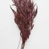 Afloral Preserved Burgundy Seeded Eucalyptus - 18-28" Dried Flowers