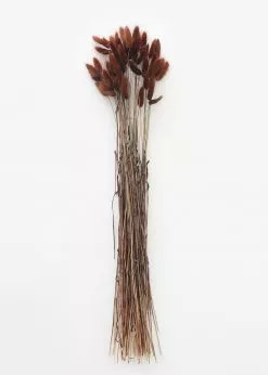Afloral Dried Flowers Dried Bunny Tails In Walnut - 22-30"
