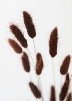 Afloral Dried Flowers Dried Bunny Tails In Walnut - 22-30