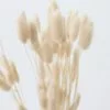 Afloral Natural Dried Bunny Tail - 18-28" Dried Flowers