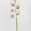 Afloral Cream Burgundy Faux Cymbidium Orchid - 31"