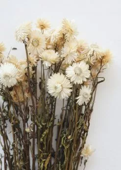Afloral Dried Flowers Vanilla Cream Dried Helichrysum Everlasting Daisies - 15-22"