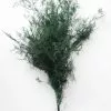 Afloral Dried Flowers Preserved Greenery Asparagus Fern - 22-34"
