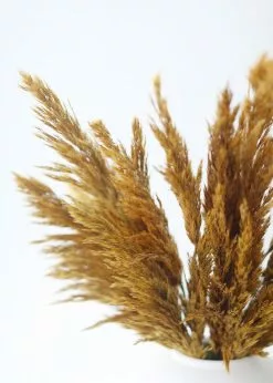 Afloral Dried Flowers Gold Dried Plume Reed Grass - 36-40"
