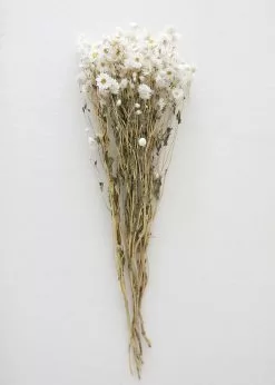 Afloral White Preserved Rodanthe Flowers - 22-28" Dried Flowers