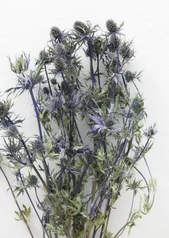 Afloral Dried Flowers Dried Eryngium Sea Holly Flowers - 15-22