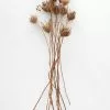Afloral Natural Dried Queen Anne's Lace - 15-26" Dried Flowers