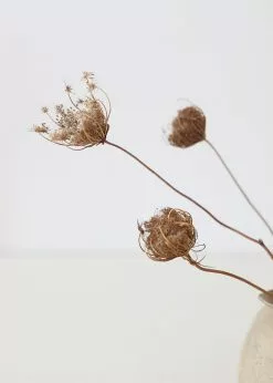 Afloral Natural Dried Queen Anne's Lace - 15-26" Dried Flowers