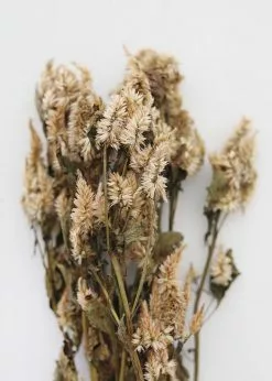 Afloral Dried Celosia Flowers In Terracotta