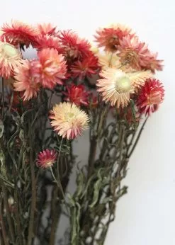 Afloral Dried Flowers Coral Dried Helichrysum Daisies - 15-22