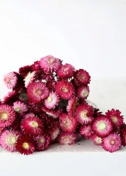 Afloral Dried Flowers Deep Pink Dried Everlasting Daisies - 15-22