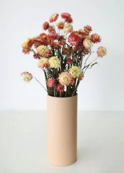 Afloral Dried Flowers Coral Dried Helichrysum Daisies - 15-22