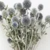 Afloral Dried Flowers Blue Dried Echinops Globe Thistles - 16-22"