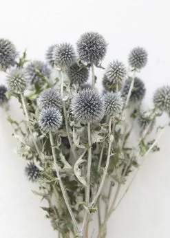 Afloral Dried Flowers Blue Dried Echinops Globe Thistles - 16-22"