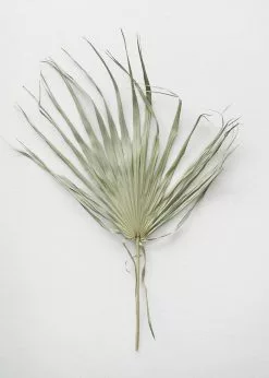 Afloral Bundle Of 5 Large Natural Fan Palms - 26-30" Dried Flowers