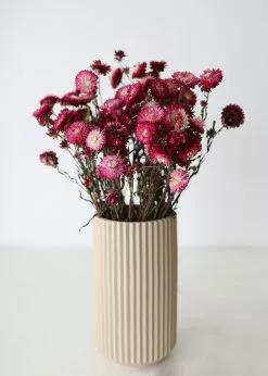 Afloral Dried Flowers Deep Pink Dried Everlasting Daisies - 15-22
