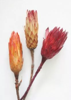 Afloral Bundle Of 3 Dried Protea Repens - 13-15"
