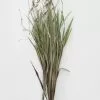 Afloral Dried Orchid Grass With Orange Buds - 22-28" Dried Flowers