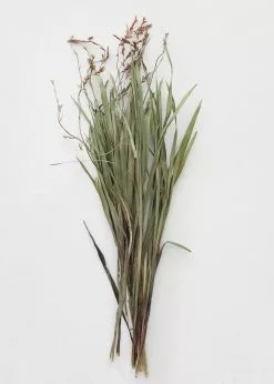 Afloral Dried Orchid Grass With Orange Buds - 22-28" Dried Flowers