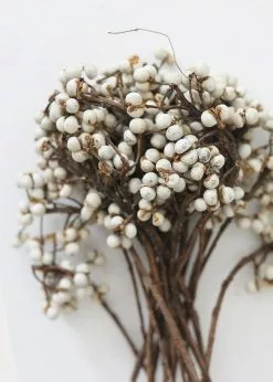 Afloral Dried Flowers White Natural Dried Tallow Berries - 6-8