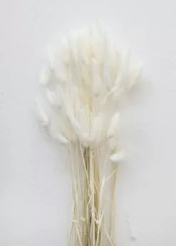 Afloral White Dried Bunny Tails - 18-28