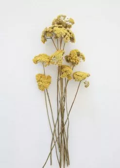 Afloral Dried Natural Yarrow Flowers - 18-24