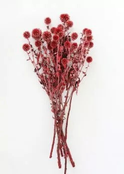 Afloral Dried Flowers Burgundy Dried Echinops Thistle Flowers - 18-28"