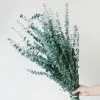 Afloral Dried Flowers Green Preserved Spiral Eucalyptus - 28-30"