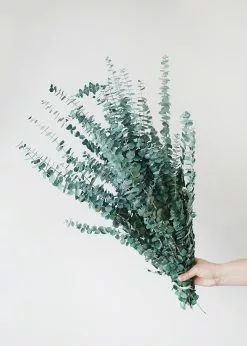 Afloral Dried Flowers Green Preserved Spiral Eucalyptus - 28-30"