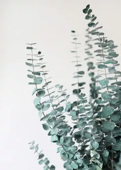 Afloral Dried Flowers Green Preserved Spiral Eucalyptus - 28-30"