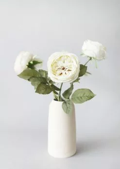 Afloral Eggshell Cream English Cabbage Rose - 25