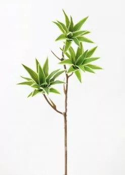 Afloral Variegated Fake Dracaena Succulent - 30