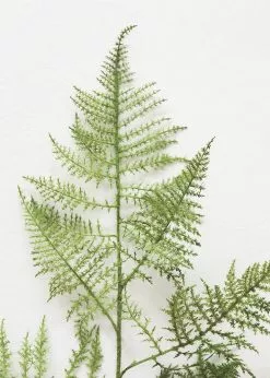 Afloral Fake Asparagus Fern Leaves - 45