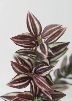 Afloral Mini Wandering Jew Pick - 11" Artificial Plants