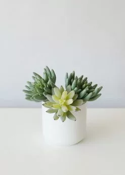 Afloral Artificial Plants Artificial Flocked Succulents Agave Cactus - 4