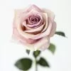 Afloral Smoky Lavender Fake Rose - 21.5" Artificial Flowers