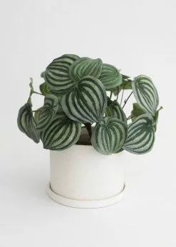 Afloral Speckled Ceramic Pot With Saucer - 5.5