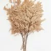 Afloral Bundle Of 10 Preserved Taupe Flat Ferns - 16-20"