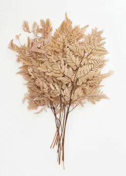 Afloral Bundle Of 10 Preserved Taupe Flat Ferns - 16-20"