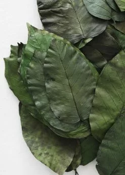 Afloral Box Of 50 Preserved Salal Leaves - 6-10